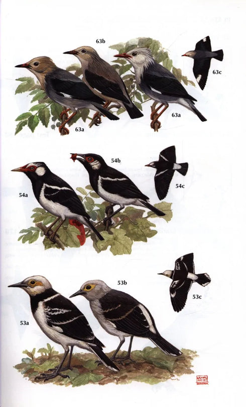 Starlings and Mynas - Feare,C. 1998